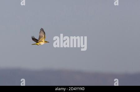 golden oriole (Oriolus oriolus), primo inverno Golden Oriole volo, Spagna, Valencia, Casinos Foto Stock