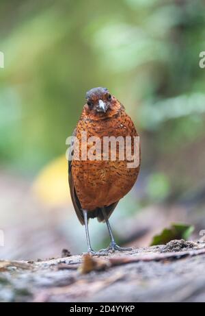 Antpitta gigante (Grallaria gigantea), in piedi sul fondo della foresta, Ecuador, Paz de las Aves Bird Refuge , Mindo Foto Stock