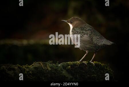 Dipper dalle gole bianche arroccato su una roccia ricoperta di muschio da un ombreggiato Ruscello nel parco nazionale del distretto di picco del Regno Unito Foto Stock