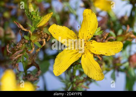 Erba comune di San Giovanni, perforata erba di San Giovanni, erbaccia di klamath, erba di San Giovanni (Hypericum perforatum), fiore, Germania Foto Stock