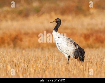 Gru a collo nero (Grus nigricollis), in piedi in un campo agricolo, India, Himalaya Foto Stock