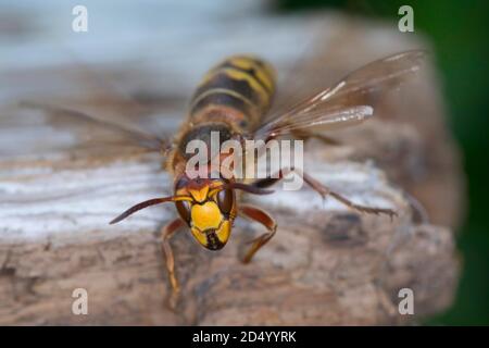 il corno, il corno bruno, il corno europeo (Vespa crabro), siede sul legno morto, in Germania Foto Stock