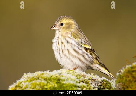 Pelle di abete rosso (Spinus spinus, Carduelis spinus), femmina arroccata su una roccia con muschio, Spagna Foto Stock