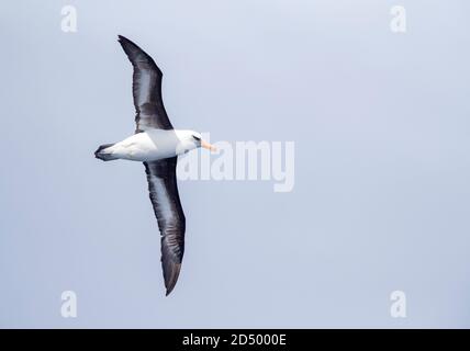 Campbell albatross, Campbell mollymawk (Thalassarche impavida), in volo sopra il Pacifico meridionale, la Nuova Zelanda, isole di Auckland, tra Foto Stock