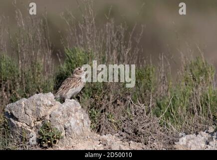 La larice di dupont (Chersofilus duponti, Chersofilus duponti duponti), canta da una bassa roccia in steppe spagnole, in Spagna, Belchite Foto Stock