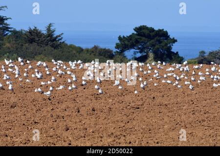 Gabbiano a testa nera (Larus ridibundus, Chromicocephalus ridibundus), gregge su campo arato fresco, Francia, Erquy Foto Stock