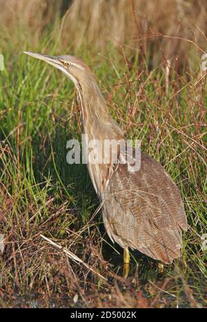 Bittaro americano (Botaurus lentiginosus), in erba, Stati Uniti, New Jersey Foto Stock