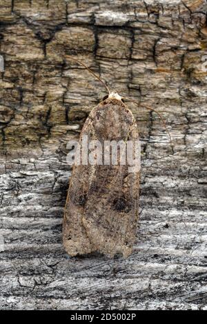 Falena comune gialla sottobosco, grande falena gialla sottobosco, ibon, sottobosco giallo (Noctua pronuba, Agrotis pronuba, Lampra pronuba), che riposa a morto Foto Stock