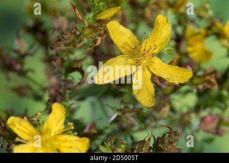 Erba comune di San Giovanni, erba perforata di San Giovanni, erba di klamath, erba di San Giovanni (Hypericum perforatum), fiori, Germania Foto Stock