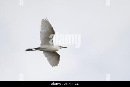 Garzetta di bestiame, airone di bufo (Ardeola ibis, Bubulcus ibis), immaturo in volo, Spagna, Andalusia Foto Stock