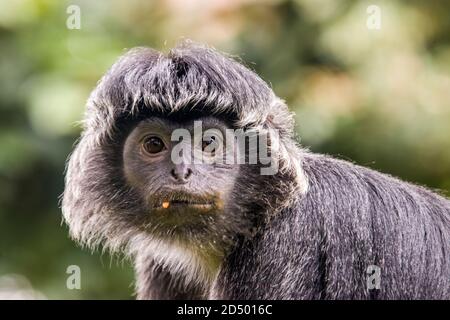 L'immagine di primo piano di Javan lutung (Trachypithecus auratus), nota anche come lutung ebano e langur giavanese, è una scimmia del Vecchio mondo. Foto Stock