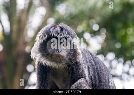L'immagine di primo piano di Javan lutung (Trachypithecus auratus), nota anche come lutung ebano e langur giavanese, è una scimmia del Vecchio mondo. Foto Stock