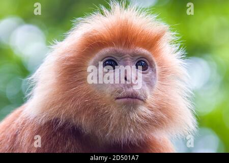 L'immagine di primo piano di Javan lutung (Trachypithecus auratus), nota anche come lutung ebano e langur giavanese, è una scimmia del Vecchio mondo. Foto Stock