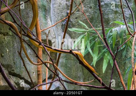 Il serpente dal naso a foglia del Madagascar (Langaha madagascariensis) è una specie arborea di medie dimensioni altamente criptica. È endemica del Madagascar. Foto Stock