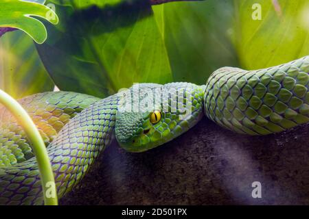 Il piviper dagli occhi grandi (Tromeresurus macrops) è una specie venosa di vipa endemica del Sud-Est asiatico. Foto Stock