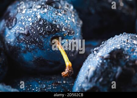 Prugne mature bagnate coperte di gocce d'acqua, primo piano Foto Stock