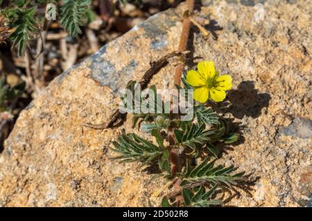 Tribulus terrestris, Devils Thorn pianta in fiore Foto Stock