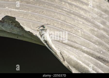 La luce del sole risplende attraverso l'ala di una libellula blu dasher appollaiata sul drenaggio in metallo corrugato e arrugginito. Foto Stock