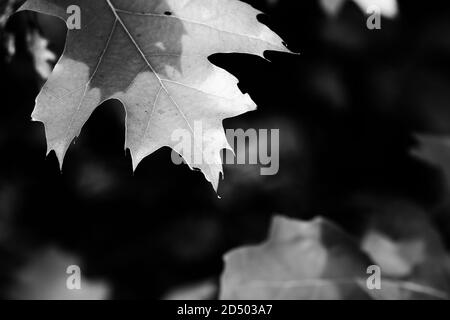 Rami di quercia (Quercus rubra) con foglie autunnali di luce solare nella foresta al sole giorno. Immagine in bianco e nero. Foto Stock