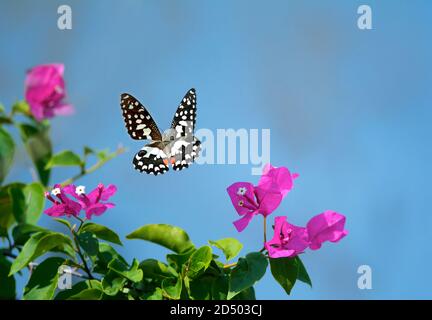 Farfalla di lime, Papilio demoleus è una farfalla comune e diffusa a coda di rondine. La farfalla è anche conosciuta come la farfalla di lime, farfalla di limone, Foto Stock