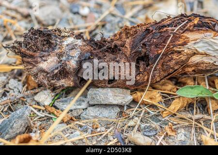 Scyphophorus acupunctatus Agave Black Nosed Weevil che distrugge l'Agave americana Century Plant. Foto Stock