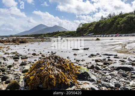 Old Head spiaggia sulla costa occidentale guardando verso la montagna di Croagh Patrick a Louisburgh, County Mayo, Irlanda Foto Stock