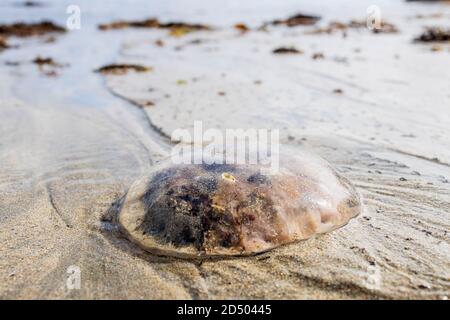 Bussola Jellyfish, Chrysaora hysoschella, sulla sabbia presso la spiaggia di Old Head a Louisburgh, Contea di Mayo, Irlanda Foto Stock