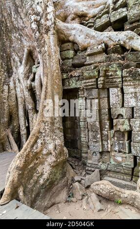 le radici dell'albero di banyan in rovina Ta Prohm, parte del complesso del tempio Khmer, Asia. Siem Reap, Cambogia. Antica architettura Khmer nella giungla. Foto Stock