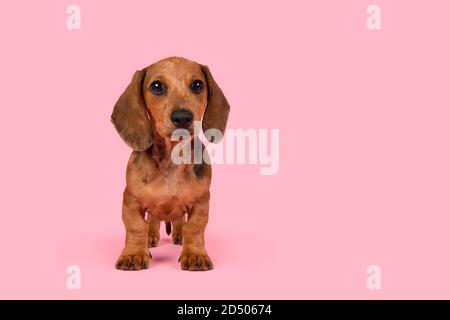 Carino cucciolo cane badger in piedi guardando la fotocamera su uno sfondo rosa Foto Stock
