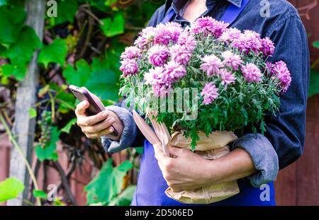 Una donna giardiniere tiene un crisantemo rosa in fiore nelle sue mani. Trapiantare piante e fiori. Primo piano. Foto Stock
