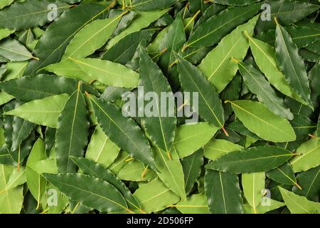Sfondo verde con foglie di alloro fresche Foto Stock