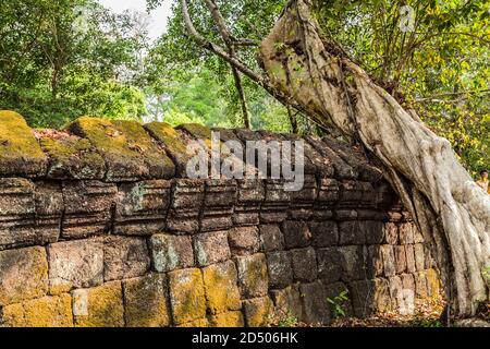 Prasat Krahom Tempio indù Fence rovine giungla albero a Koh Ker. Paesaggio archeologico di Koh Ker, Cambogia nord-occidentale. Muschio sulla pietra arenaria del mattone Foto Stock