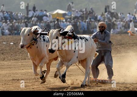 Rawalpindi. 12 Ott 2020. Un contadino pakistano guida i suoi tori mentre compete in una corsa tradizionale di tori alla periferia di Rawalpindi della provincia orientale del Punjab del Pakistan il 12 ottobre 2020. Credit: Ahmad Kamal/Xinhua/Alamy Live News Foto Stock