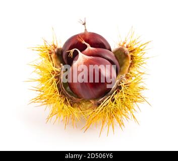 Fresche dolci di castagne nel guscio isolato su bianco Foto Stock