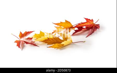 Foglie di acero arancione e giallo su sfondo isolato Foto Stock