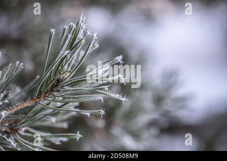 Ramoscello di un pino surgelato in inverno Foto Stock