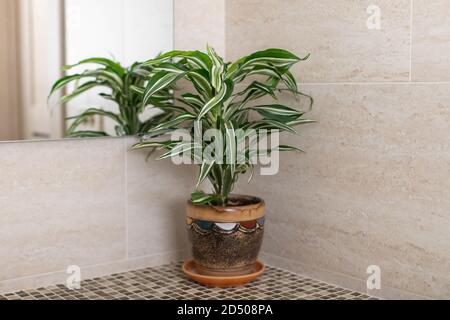 Houseplant Dracaena al bancone in bagno. Uno specchio riflessione è in vista. arredamento concetto casa. Immagine orizzontale Foto Stock