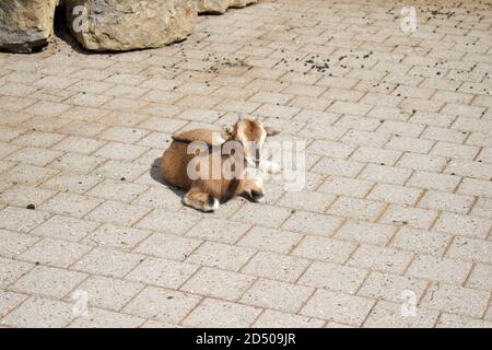 capra pigmeo in giardino zoologico di petting Foto Stock