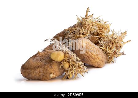 Tuberi di patate con germogli vecchi isolati su bianco Foto Stock