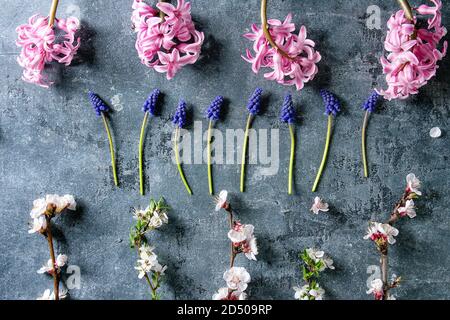 Telaio a molla sbocciare fiori rosa giacinto, muscari, pera e rami di ciliegio blu su sfondo di texture. Laici piana, spazio Foto Stock