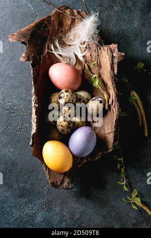 Colorate e pollo quaglia uova di Pasqua nella corteccia bianco con la piuma e la fioritura di giovani rami di betulla oltre il blu scuro dello sfondo texture. Piatto, laici spa Foto Stock