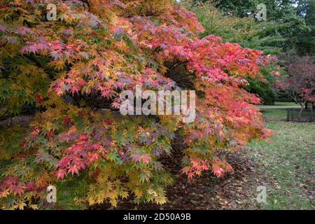 Egham, Regno Unito. 11 Ottobre 2020. Un albero d'acero giapponese (Acer palmatum) mostra il fogliame nelle vibranti sfumature dell'autunno a Windsor Great Park. Gli orticoltori hanno previsto una spettacolare esposizione di colori autunnali nel Regno Unito dopo il tempo soleggiato in primavera e settembre così come pioggia sufficiente durante l'estate. Credit: Mark Kerrison/Alamy Live News Foto Stock