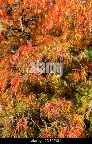 Acer palmatum 'Dissectum' / acero giapponese 'Dissectum' Foto Stock