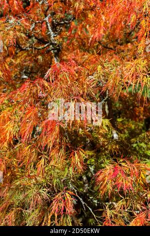 Acer palmatum 'Dissectum' / acero giapponese 'Dissectum' Foto Stock