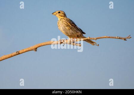 Bunting di mais (Emberiza calandra) Appollaiato su un ramo con uno sfondo blu del cielo fotografato In Israele nel mese di luglio Foto Stock