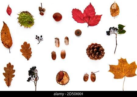 Composizione autunnale. Modello composto da foglie secche, rami, coni di pino, bacche, castagne e ghiande isolate su sfondo bianco. Modello mockup Foto Stock