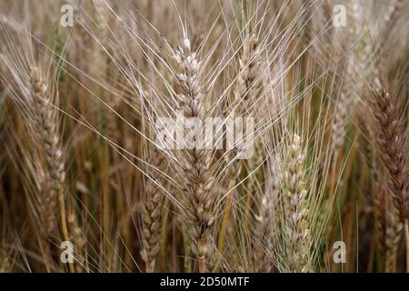 Grano maturo coltivato sul campo Foto Stock