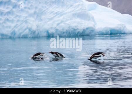 I pinguini di Gentoo (Pygoscelis papua). I pinguini Gentoo crescere a lunghezze di 70 centimetri e vive in grandi colonie sulle isole antartiche. Si nutrono di pl Foto Stock