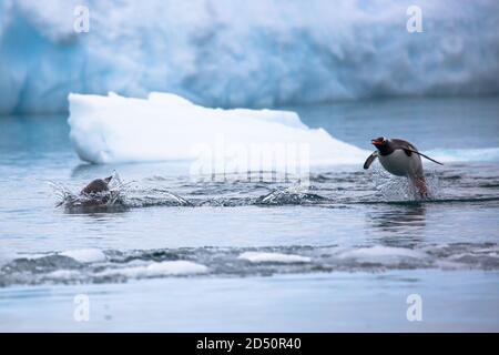 I pinguini di Gentoo (Pygoscelis papua). I pinguini Gentoo crescere a lunghezze di 70 centimetri e vive in grandi colonie sulle isole antartiche. Si nutrono di pl Foto Stock