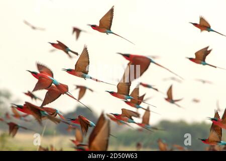 Un gregge di Meridionale Carmine Bee Eaters in volo Foto Stock